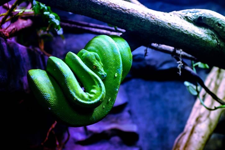image of a green python curled up on a tree branch