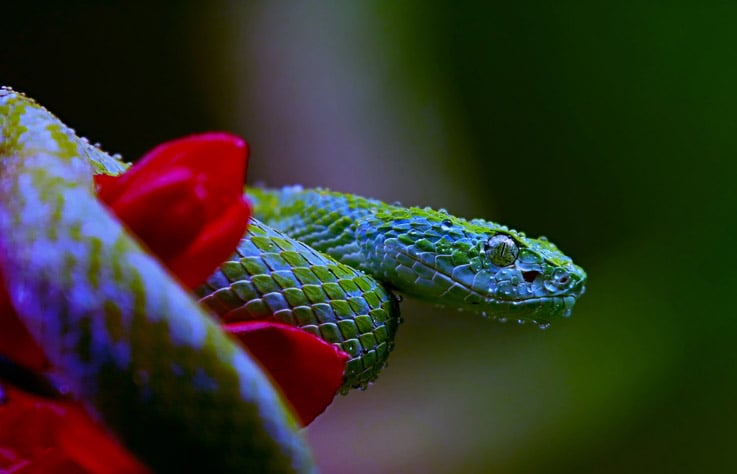 Image of a Python representing a PyPi Cryptomining Malware attack